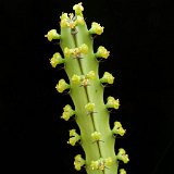 Euphorbia heterospina ssp baringoensis P1000617.JPG